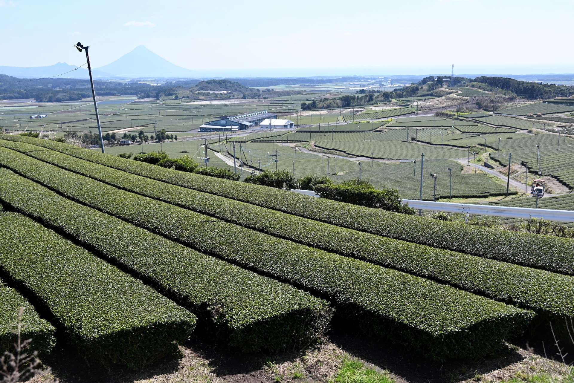 見渡す限り茶畑が広がる鹿児島県内一のお茶どころ＝２０日、南九州市知覧町西元