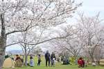 丸岡公園で満開の桜を楽しむ花見客＝３０日、霧島市横川