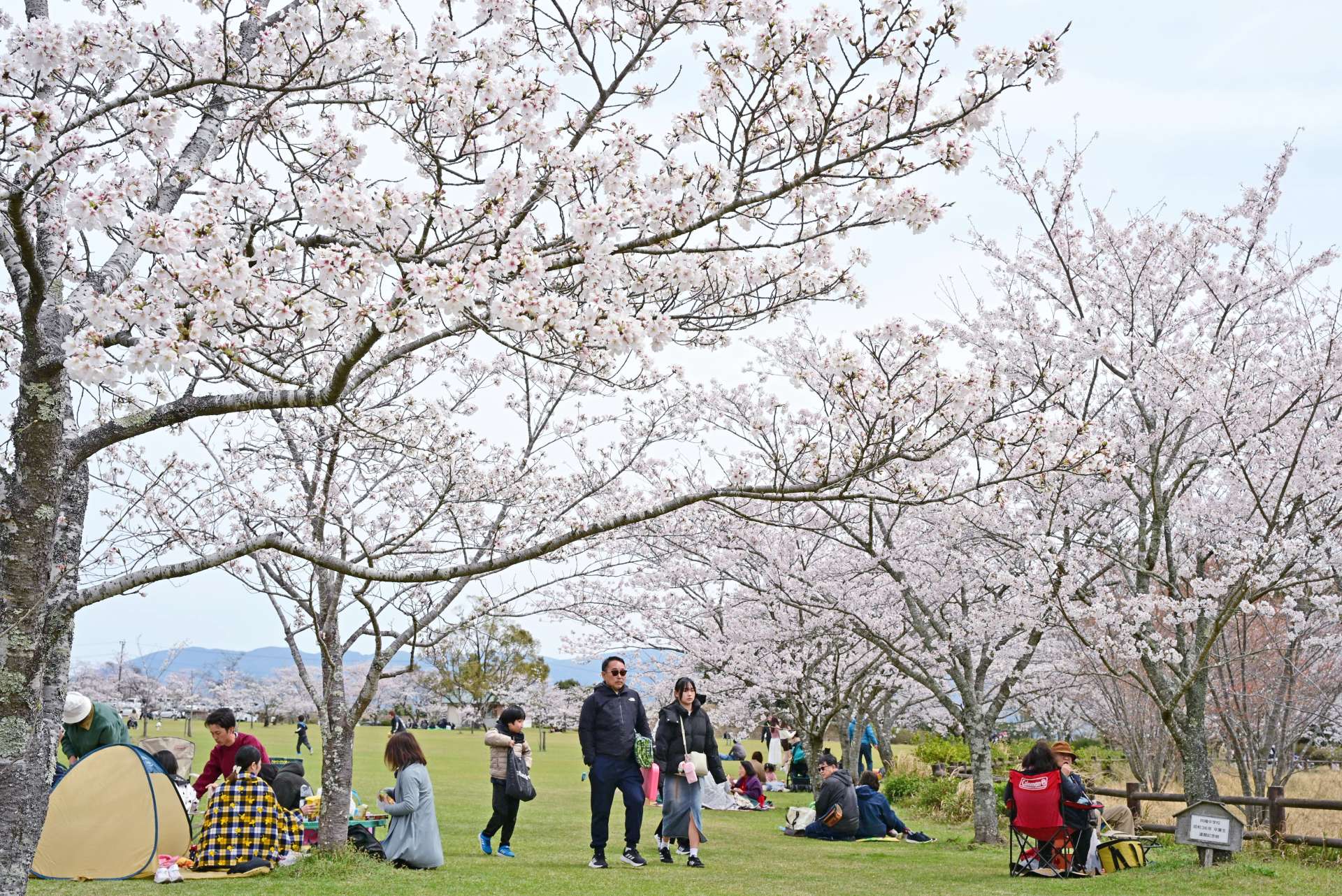 丸岡公園で満開の桜を楽しむ花見客＝３０日、霧島市横川