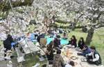 城山公園で満開の桜を楽しむ花見客＝３０日、霧島市国分上小川