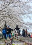 多くの来場客でにぎわったさくら祭り会場＝２９日、さつま町永野