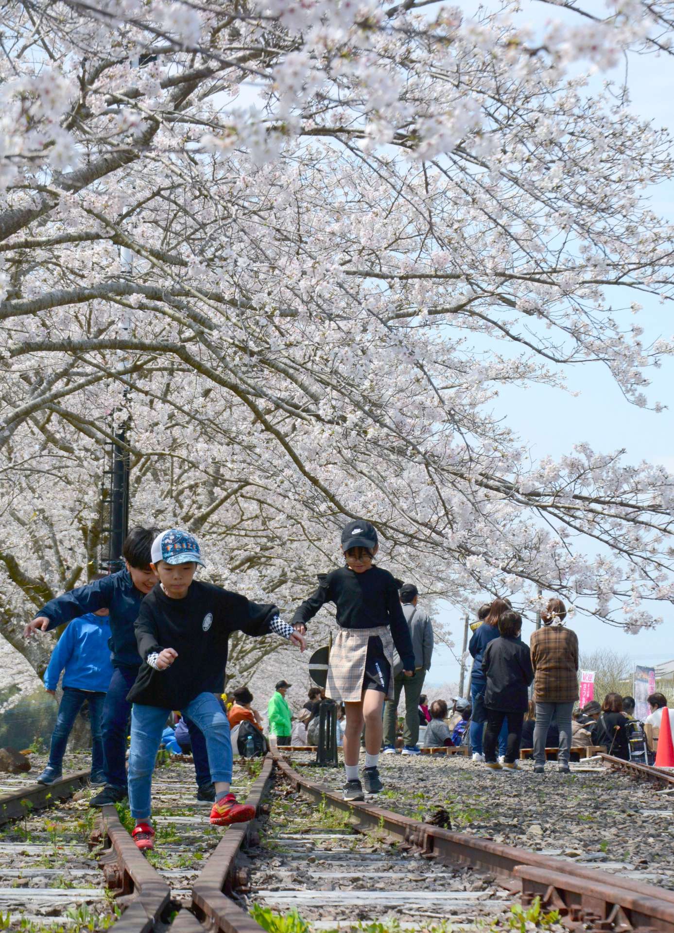 多くの来場客でにぎわったさくら祭り会場＝２９日、さつま町永野