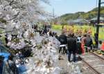 多くの来場者でにぎわったさくら祭り＝２９日、さつま町永野