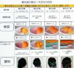 姶良市が作成した離乳食提供ガイドラインの一部