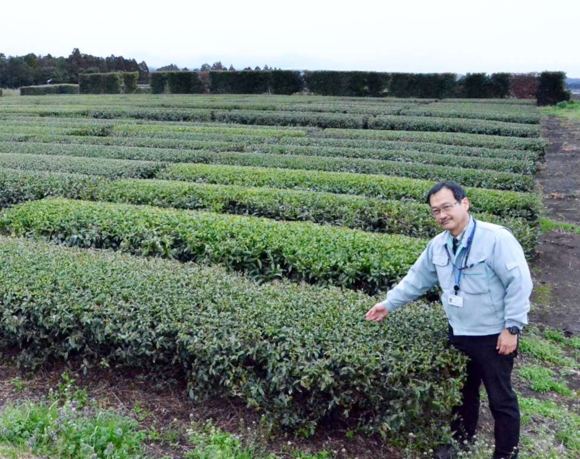 １００品種以上が植えられる農研機構枕崎茶業研究拠点の見本園。葉の色も形もさまざまだ＝枕崎市