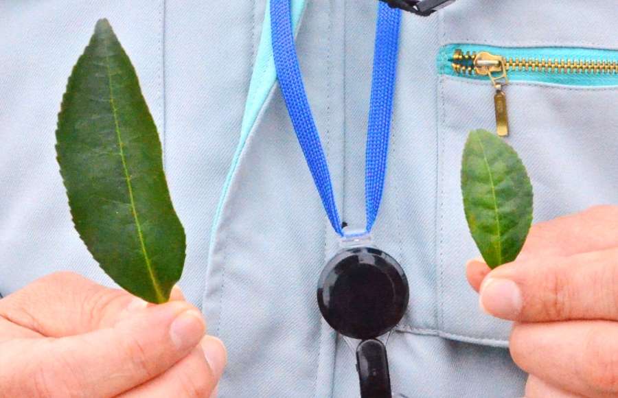 〈アップで見ると、こんなに違うのか…〉同じ茶でも品種によって色も大きさも大きく異なる＝枕崎市の農研機構枕崎茶業研究拠点
