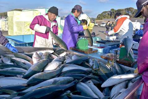 輸出用養殖ブリの９割を米国向けが占める東町漁協。影響を懸念している＝２０２４年１２月、長島町の薄井漁港