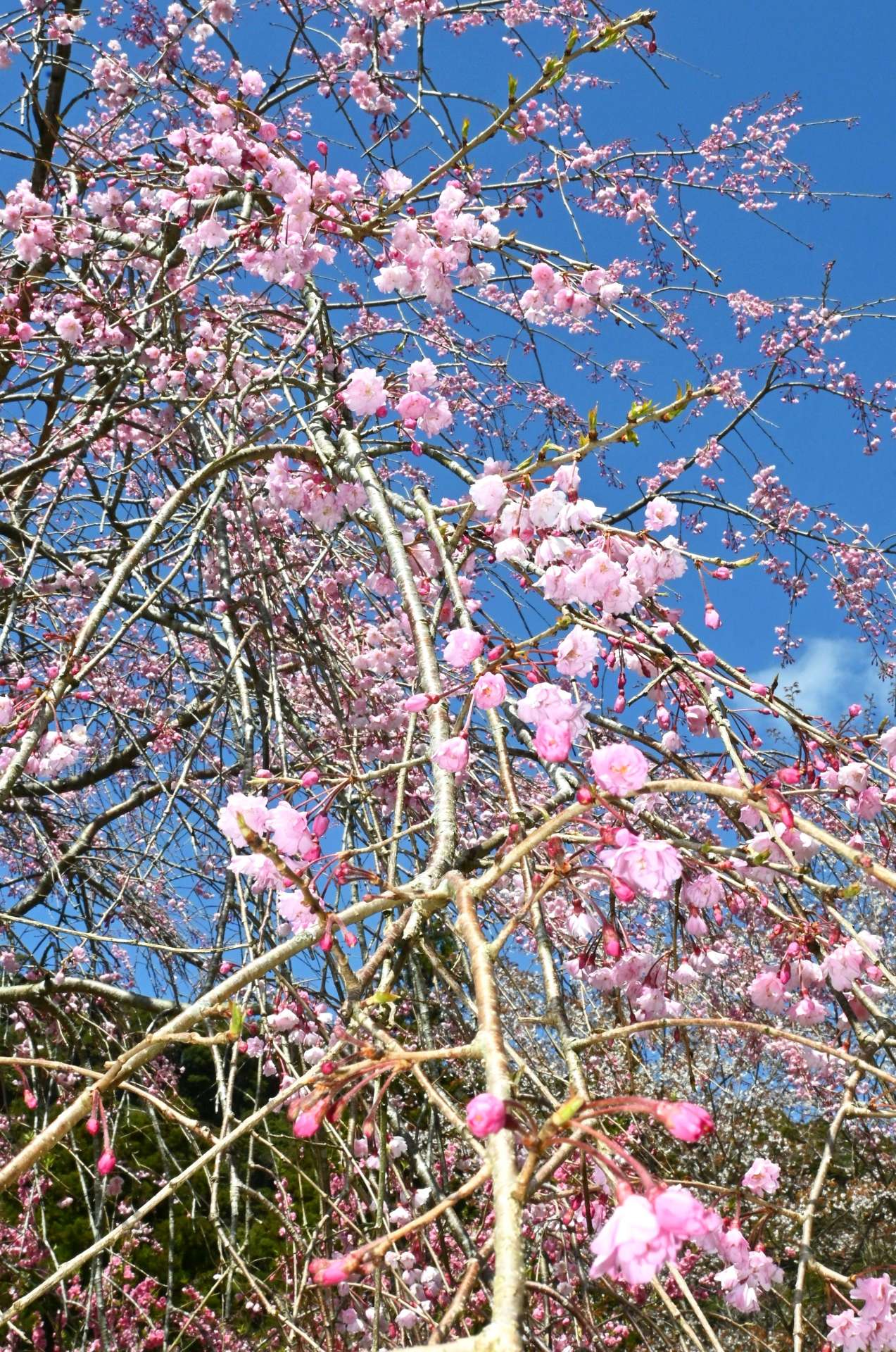 見頃を迎えるしだれ桜＝２日、出水市上大川内
