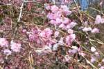 見頃を迎えるしだれ桜＝２日、出水市上大川内
