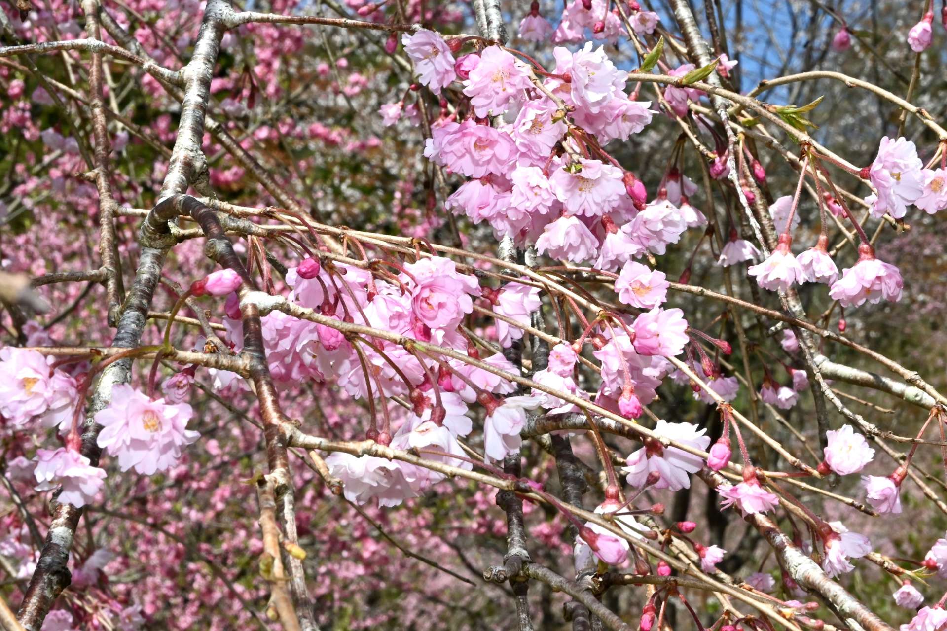 見頃を迎えるしだれ桜＝２日、出水市上大川内