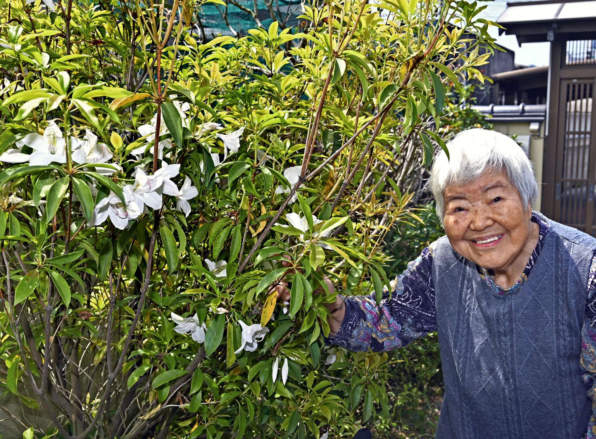 花を咲かせたアマミセイシカに亡夫を思う牧すみ子さん＝３日、鹿児島市東谷山３丁目