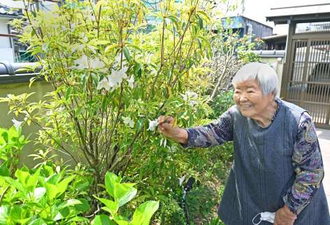 花を咲かせたアマミセイシカに亡夫を思う牧すみ子さん＝３日、鹿児島市東谷山３丁目