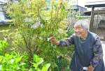 花を咲かせたアマミセイシカに亡夫を思う牧すみ子さん＝３日、鹿児島市東谷山３丁目
