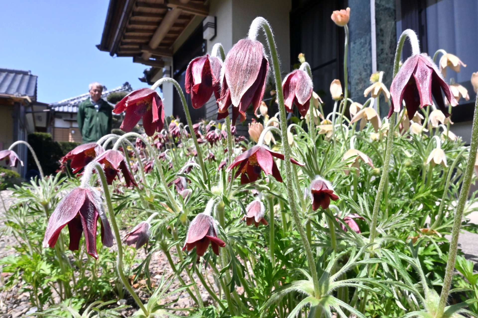 かれんな花を咲かせるオキナグサ＝２日、出水市武本