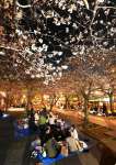 〈別カットはこちら〉甲突川沿いで夜桜を楽しむ花見客＝４日午後７時半すぎ、鹿児島市加治屋町