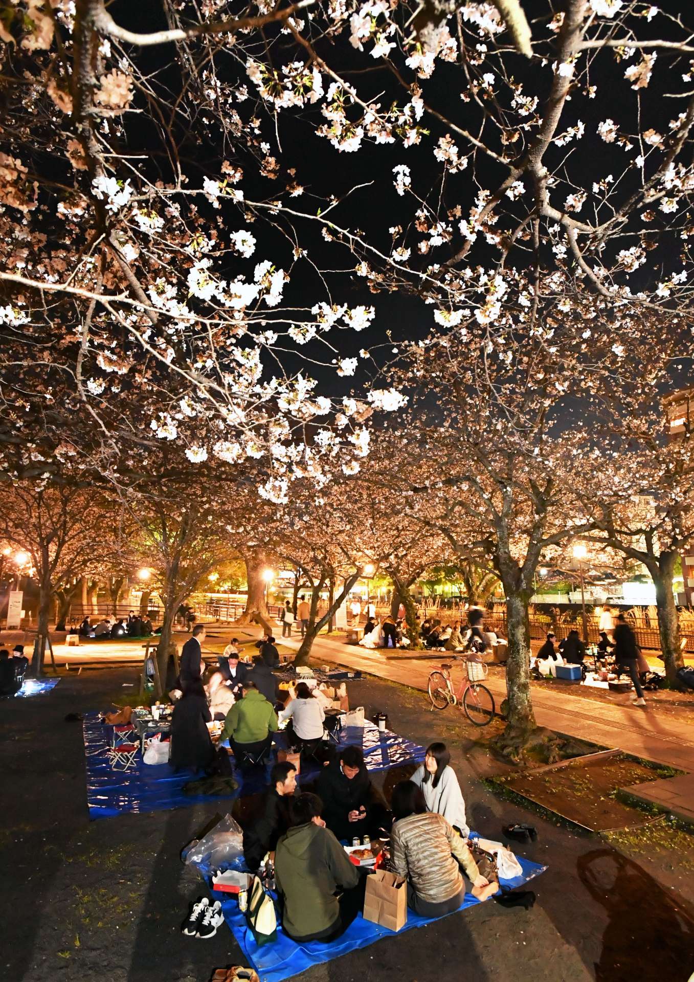 〈別カットはこちら〉甲突川沿いで夜桜を楽しむ花見客＝４日午後７時半すぎ、鹿児島市加治屋町