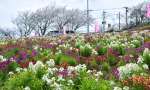 見頃を迎えた花フェスタ会場の花畑＝３日、長島町指江のサンセットの丘