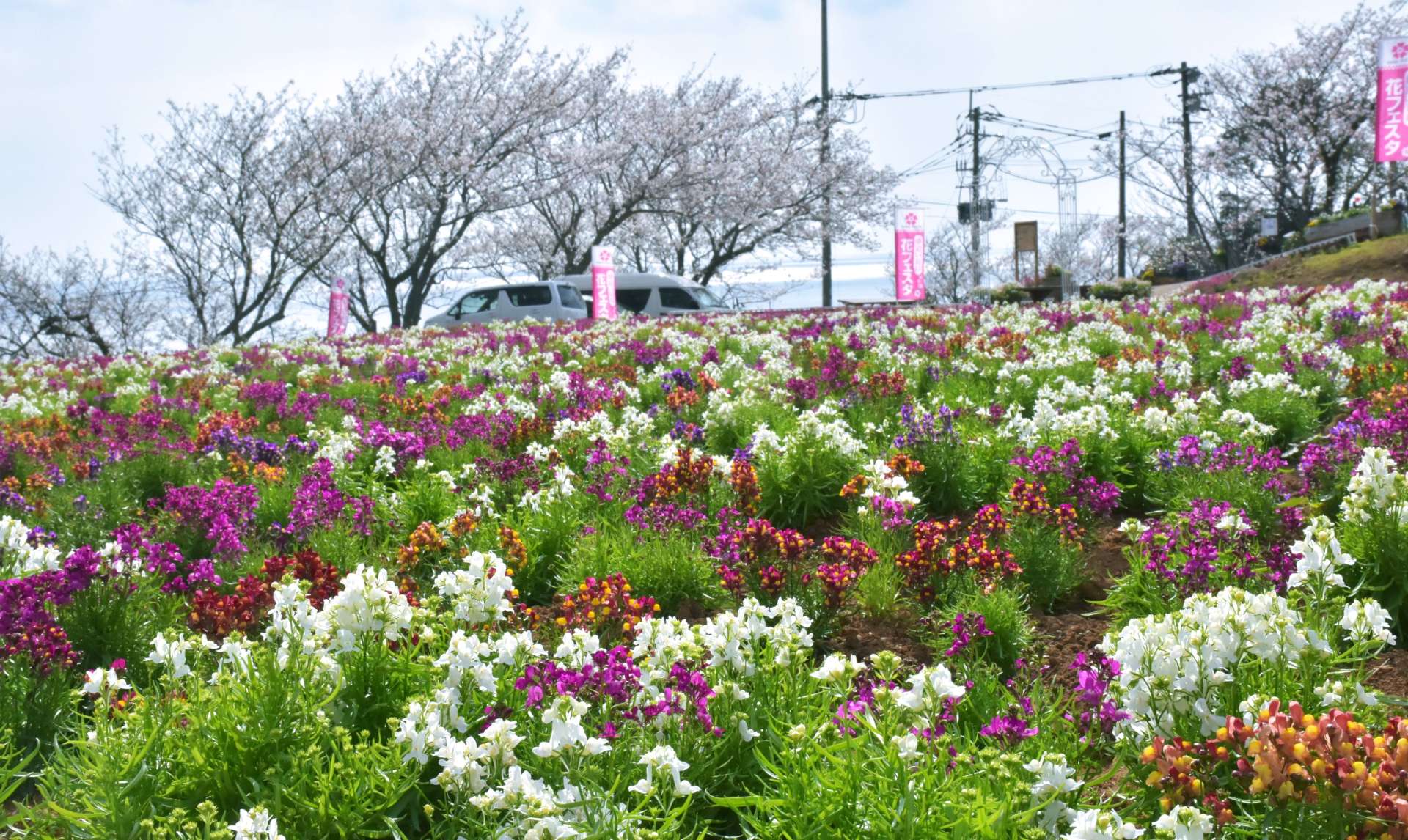 見頃を迎えた花フェスタ会場の花畑＝３日、長島町指江のサンセットの丘
