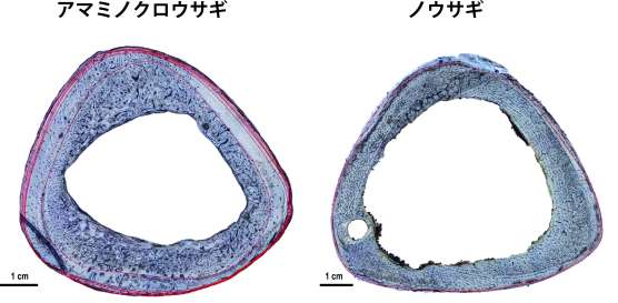 〈関連〉すねの骨の断面で観察された成長停止線（赤）。アマミノクロウサギは本数が多い。（岡山理科大提供）