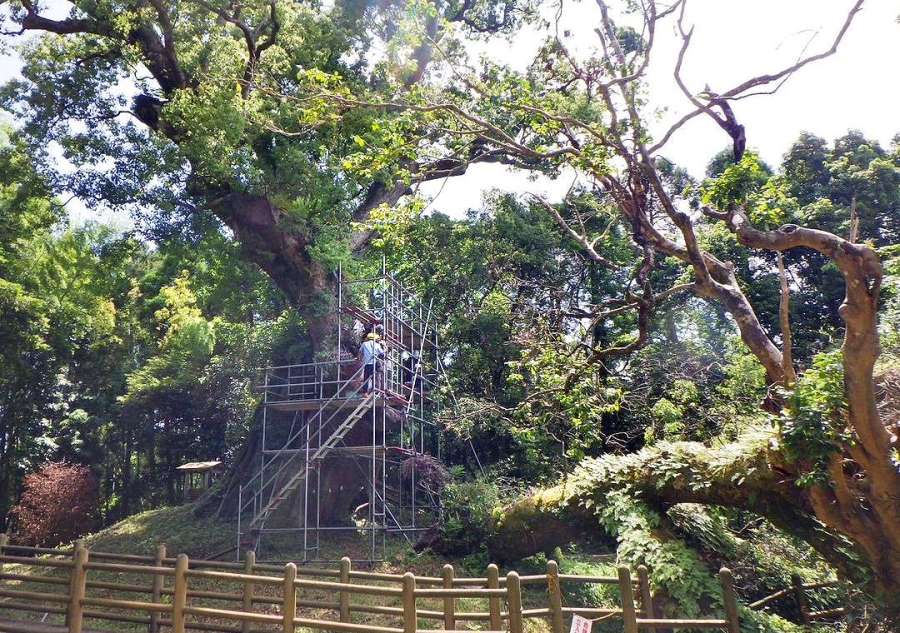 枝が折れ、復旧作業が進められる大クス＝２０２３年５月（肝付町教育委員会提供）