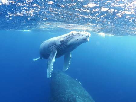 奄美大島近海を回遊する子クジラ＝２月（興克樹さん提供）