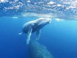 奄美大島近海を回遊する子クジラ＝２月（興克樹さん提供）