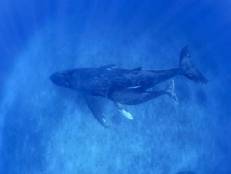 奄美大島近海を回遊するザトウクジラの親子＝３月（興克樹さん提供）