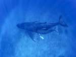 奄美大島近海を回遊するザトウクジラの親子＝３月（興克樹さん提供）