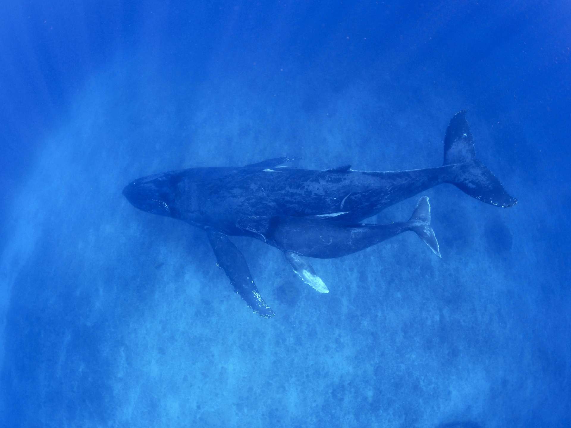 奄美大島近海を回遊するザトウクジラの親子＝３月（興克樹さん提供）