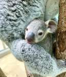 母親ピースの袋から顔を出す雄の赤ちゃんコアラ（平川動物公園提供）