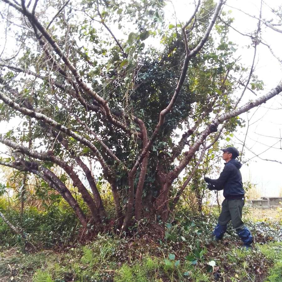 桜の枝に絡み付いたツタを除去する小松正樹さん
