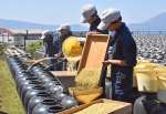 青空の下、黒酢の仕込みをする職人たち＝７日、霧島市福山町福山