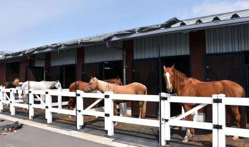 ２０頭ほどが飼育できる馬舎＝曽於市財部の南九州畜産獣医学拠点