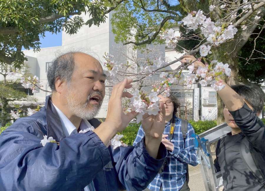 ソメイヨシノの開花状況を調べる勝木俊雄さん＝鹿児島市加治屋町の甲突川左岸