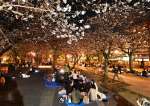 甲突河畔で夜桜を楽しむ花見客＝鹿児島市加治屋町