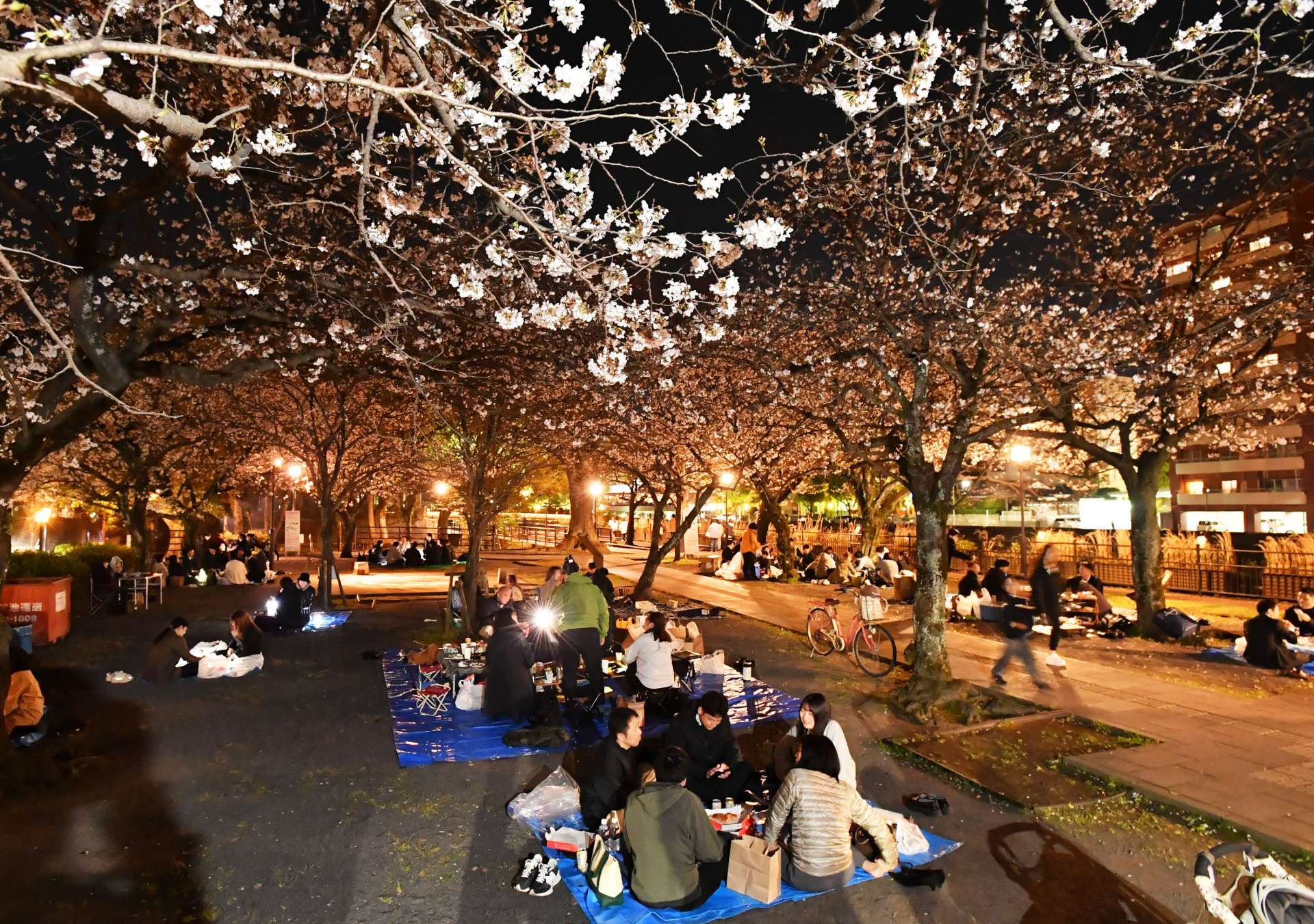 甲突河畔で夜桜を楽しむ花見客＝鹿児島市加治屋町