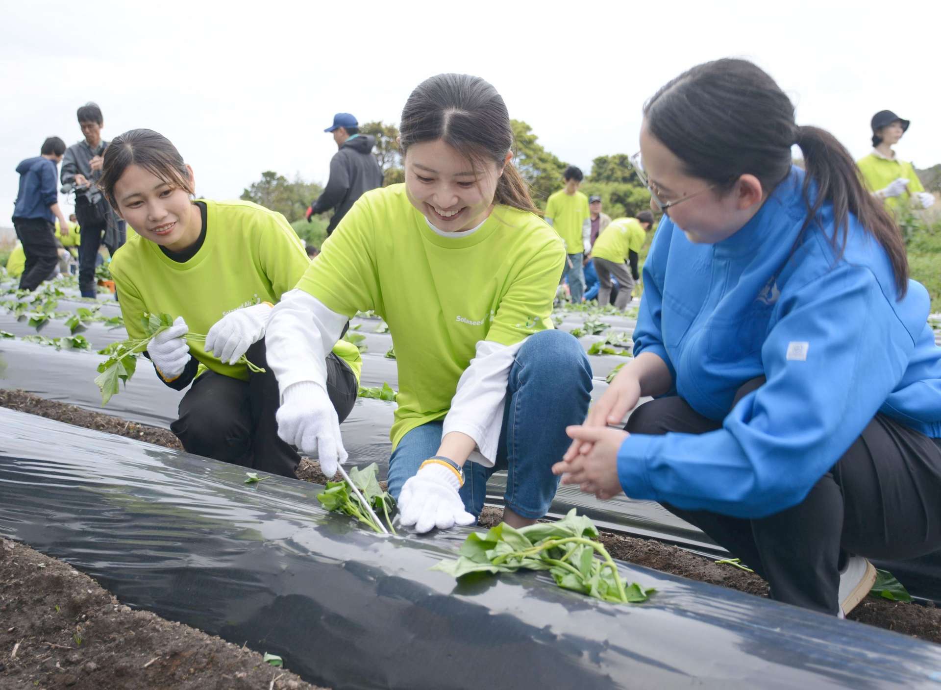 薩摩酒造の社員（右）の手ほどきで苗を植え付けるソラシドエアの新入社員＝１０日、枕崎市火之神北町