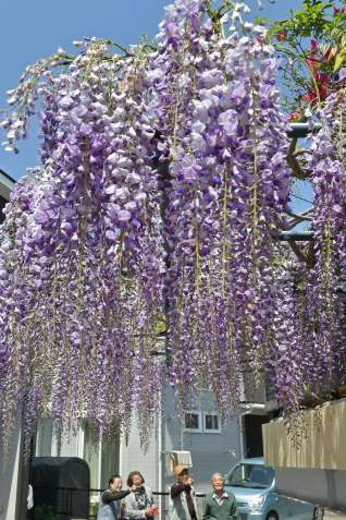 〈別アングル〉民家の庭先に咲き誇るフジの花＝１１日、鹿児島市皷川町