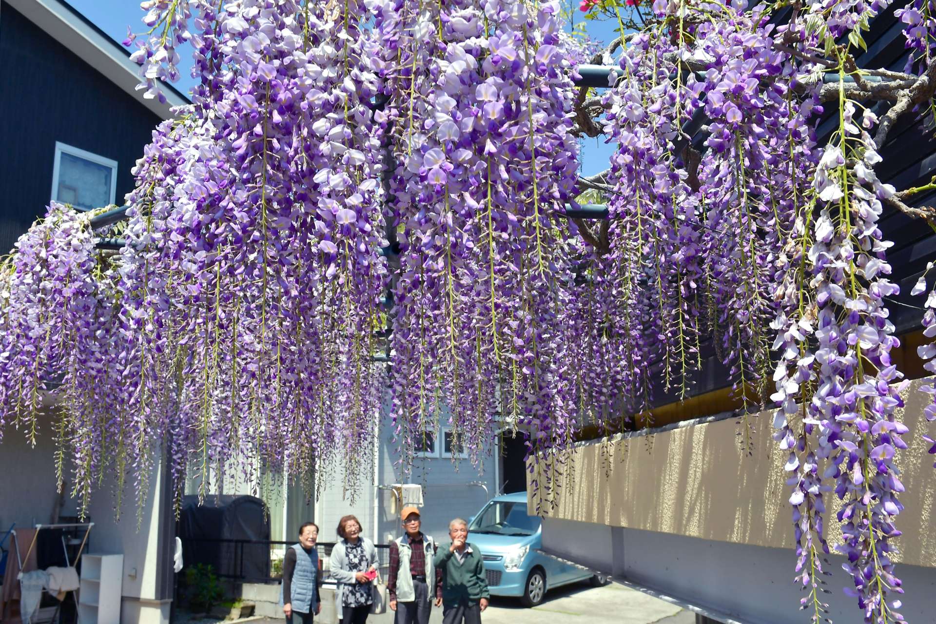 民家の庭先に咲き誇る藤の花＝１１日、鹿児島市皷川町