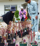 約２０種類のボタン苗が並ぶ即売会＝１２日、鹿児島市犬迫町のかごしま健康の森公園