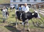 牛舎に運ばれる乳牛＝１１日、鹿屋市有武町の鳴之尾牧場