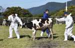 職員や農家に連れられ入牧する乳牛＝１１日、鹿屋市有武町の鳴之尾牧場