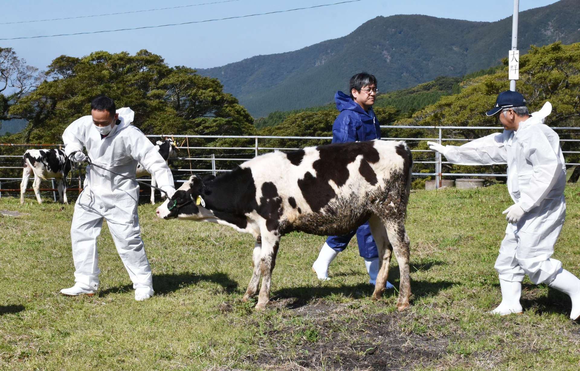 職員や農家に連れられ入牧する乳牛＝１１日、鹿屋市有武町の鳴之尾牧場