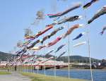悠々と泳ぐこいのぼり＝薩摩川内市の川内川河川敷