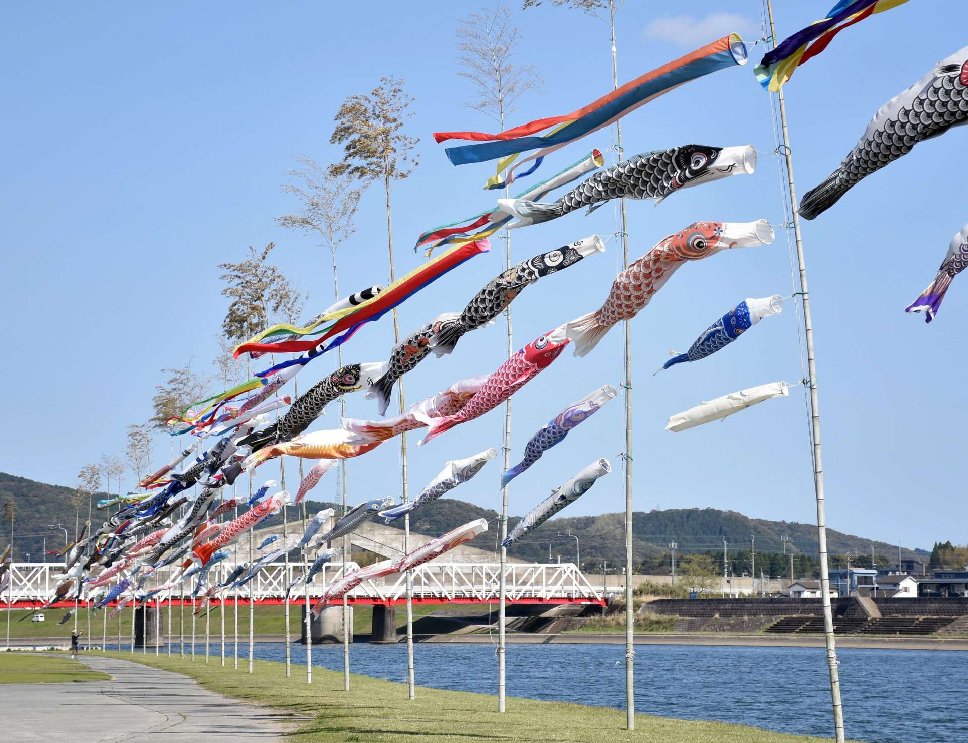 悠々と泳ぐこいのぼり＝薩摩川内市の川内川河川敷