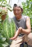 パパイアメロンの生育具合を確認する本城貴裕さん＝１１日、出水市高尾野町下高尾野