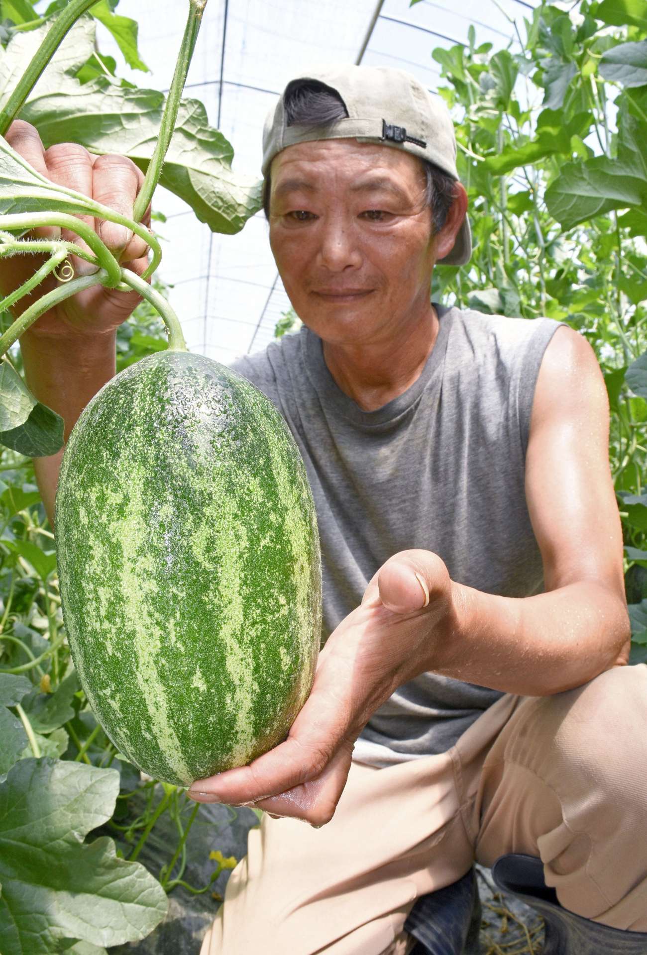 パパイアメロンの生育具合を確認する本城貴裕さん＝１１日、出水市高尾野町下高尾野