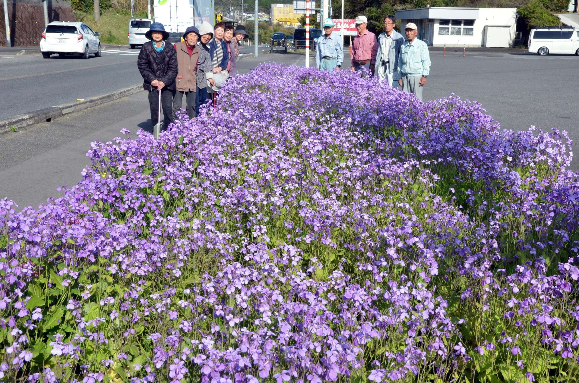 国道３号沿いを彩るハナダイコンと世話をする麦生田西長寿会のメンバー＝８日、日置市伊集院