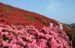 斜面を彩るクルメツツジ＝１１日、さつま町虎居