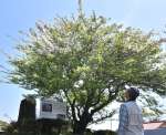 白いかれんな花を咲かせるノカイドウ＝１１日、霧島市牧園町高千穂
